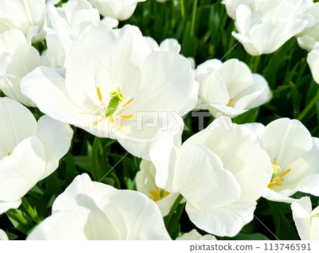 Vibrant white tulips in bloom with yellow stamens on sunny day, close up view of fresh spring flowers with soft petals and green stems in garden setting. 113746591