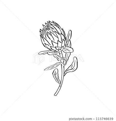 Protea flower black line art isolated on white Protea flower black line art isolated on white 113746639