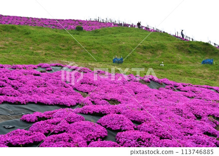 Moss phlox at Shiawase no Mori Park in Katsuragi City 113746885