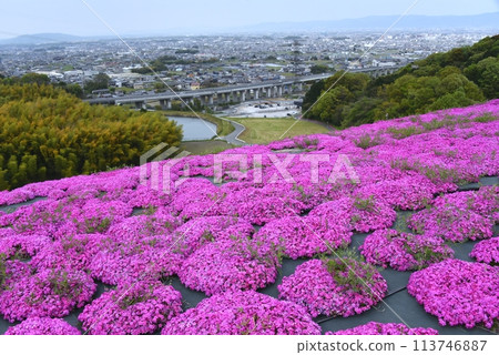Moss phlox at Shiawase no Mori Park in Katsuragi City 113746887