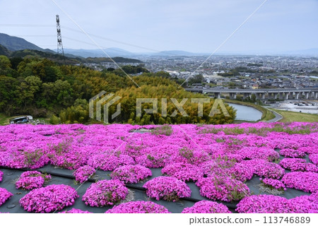 Moss phlox at Shiawase no Mori Park in Katsuragi City 113746889