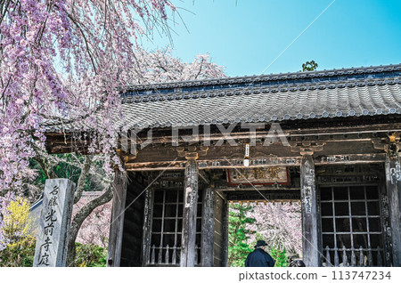 長野縣駒根市光前寺的春天,以水仙路和垂枝櫻花而聞名 長野縣駒根市光前寺的春天,以水仙路和垂枝櫻花而聞名 113747234