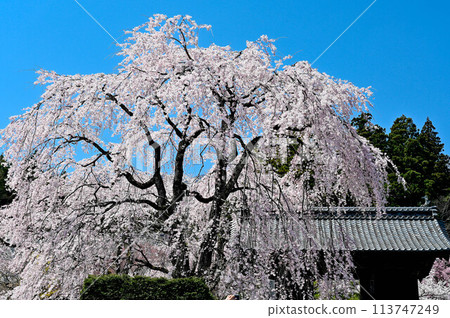 Spring at Kozenji Temple in Komagane, Nagano Prefecture, famous for its Daffodil Road and weeping cherry blossoms Spring at Kozenji Temple in Komagane, Nagano Prefecture, famous for its Daffodil Road and weeping cherry blossoms 113747249