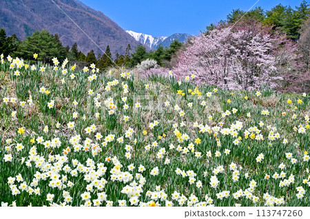 長野縣駒根市光前寺的春天，以水仙路和垂枝櫻花而聞名 113747260