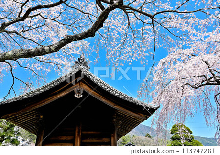 Spring at Kozenji Temple in Komagane, Nagano Prefecture, famous for its Daffodil Road and weeping cherry blossoms 113747281