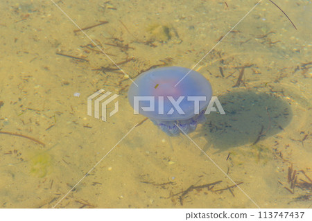 Rhizostoma pulmo, commonly known as barrel jellyfish, dustbin-lid jellyfish or frilly-mouthed jellyfish floating in a sea 113747437