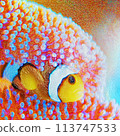 Illustrated clownfish and sea anemone wrapped in plastic Illustrated clownfish and sea anemone wrapped in plastic 113747533