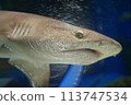 Illustrated style blacktip reef shark with a glimpse of a shark wrapped in plastic Illustrated style blacktip reef shark with a glimpse of a shark wrapped in plastic 113747534