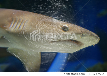 插畫風格黑鰭鯊鯊魚包裹衣架 113747534