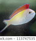 Illustration style, red-spotted anthias wrapped in plastic Illustration style, red-spotted anthias wrapped in plastic 113747535