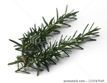 Rosemary Rosemary 113747545
