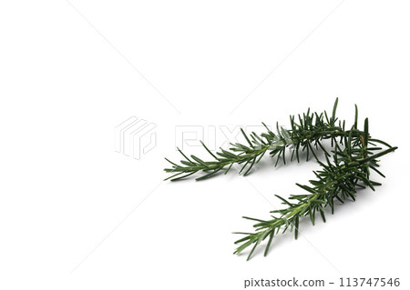 Rosemary Rosemary 113747546