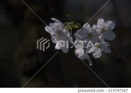 黑暗中漂浮的櫻花橫向構圖19 黑暗中漂浮的櫻花橫向構圖19 113747567