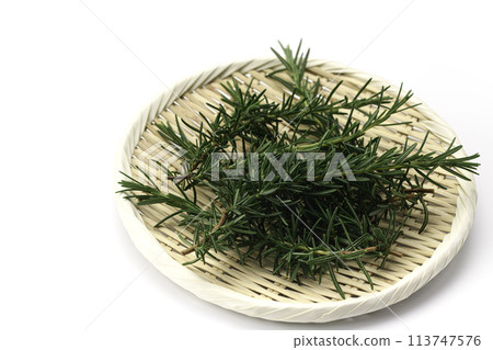 Rosemary	 113747576