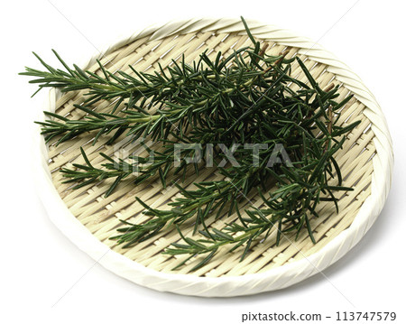 迷迭香 迷迭香 113747579