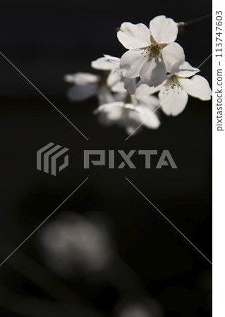 Cherry blossoms floating in the darkness: vertical composition 9 113747603