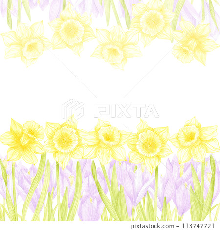 Hand drawn watercolor daffodil and crocus flower isolated on white background. Can be used for cards, scrapbook and other printed products. Hand drawn watercolor daffodil and crocus flower isolated on white background. Can be used for cards, scrapbook and other printed products. 113747721