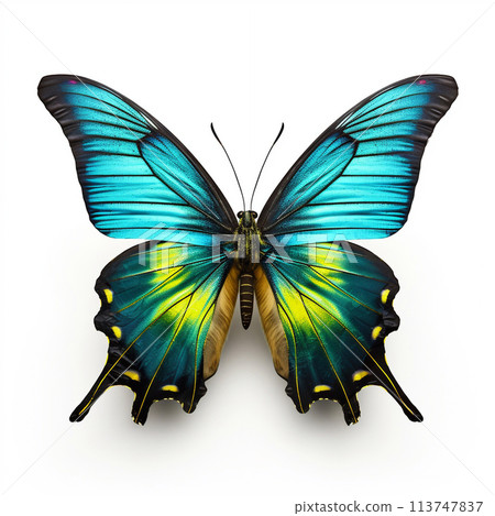 Beautiful big wild butterfly looking forward is shown in full length, Ai generated Beautiful big wild butterfly looking forward is shown in full length, Ai generated 113747837