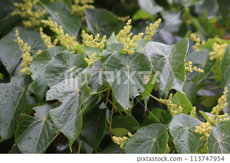 花期的血桐 113747954