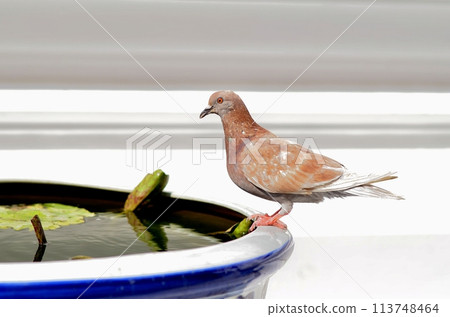The closeup of the pigeon. Pigeons are disease carriers. cryptococcosis in humans caused by C.neoformans., which comes from pigeons It often occurs in people with low immunity, such as AIDS patient. 113748464