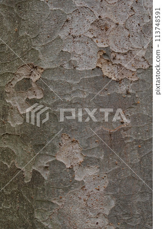 Zelkova's Quiet Breath Overwintering 1 113748591