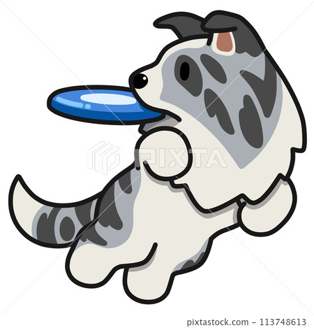 Disc dog Border Collie (Blue Merle) 113748613