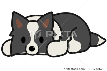 豎耳邊境牧羊犬(黑白)躺著 豎耳邊境牧羊犬(黑白)躺著 113748620