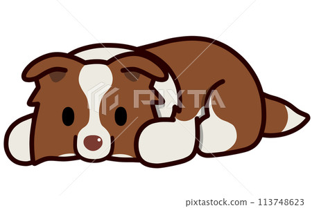 Border collie (red and white) with droopy ears lying down 113748623