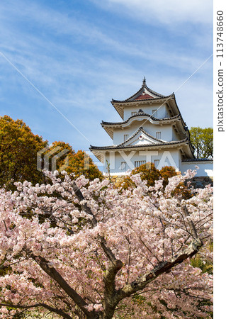 Akashi Castle, Akashi City, Hyogo Prefecture, where the cherry blossoms are in full bloom 113748660