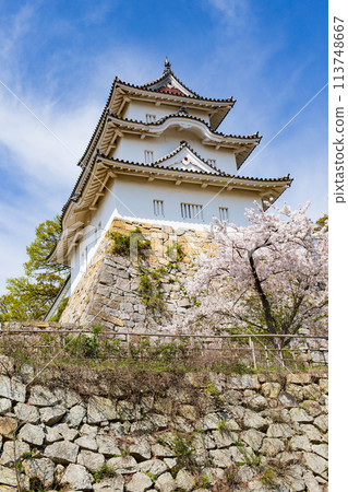 Akashi Castle, Akashi City, Hyogo Prefecture, where the cherry blossoms are in full bloom 113748667