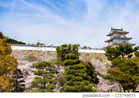 櫻花盛開的兵庫縣明石市明石城 113748675