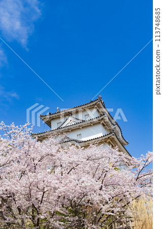 Akashi Castle, Akashi City, Hyogo Prefecture, where the cherry blossoms are in full bloom 113748685
