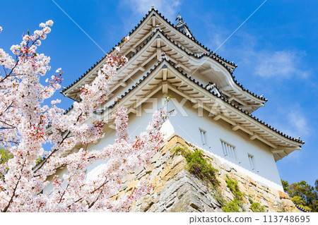 Akashi Castle, Akashi City, Hyogo Prefecture, where the cherry blossoms are in full bloom 113748695