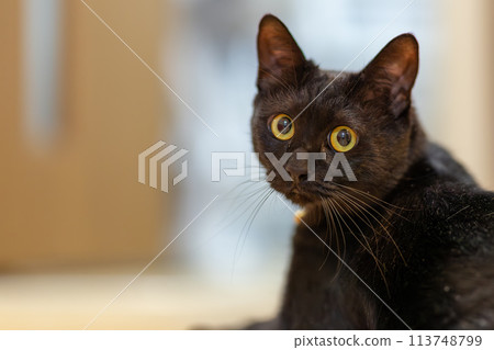 Looking black cat 113748799