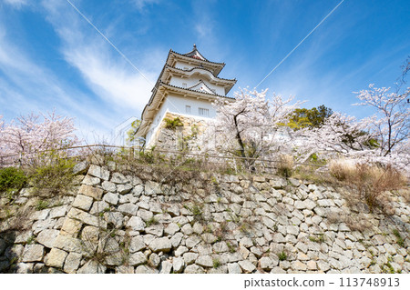 Akashi Castle, Akashi City, Hyogo Prefecture, where the cherry blossoms are in full bloom Akashi Castle, Akashi City, Hyogo Prefecture, where the cherry blossoms are in full bloom 113748913