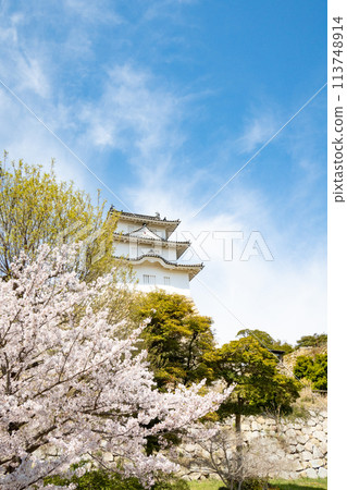 Akashi Castle, Akashi City, Hyogo Prefecture, where the cherry blossoms are in full bloom Akashi Castle, Akashi City, Hyogo Prefecture, where the cherry blossoms are in full bloom 113748914