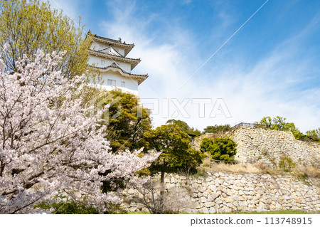 Akashi Castle, Akashi City, Hyogo Prefecture, where the cherry blossoms are in full bloom Akashi Castle, Akashi City, Hyogo Prefecture, where the cherry blossoms are in full bloom 113748915