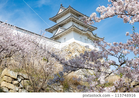 Akashi Castle, Akashi City, Hyogo Prefecture, where the cherry blossoms are in full bloom 113748916