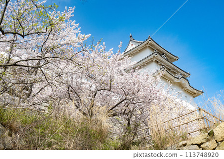 Akashi Castle, Akashi City, Hyogo Prefecture, where the cherry blossoms are in full bloom 113748920