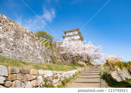 Akashi Castle, Akashi City, Hyogo Prefecture, where the cherry blossoms are in full bloom 113748921