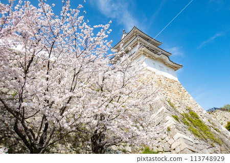 櫻花盛開的兵庫縣明石市明石城 113748929