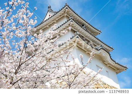 Akashi Castle, Akashi City, Hyogo Prefecture, where the cherry blossoms are in full bloom Akashi Castle, Akashi City, Hyogo Prefecture, where the cherry blossoms are in full bloom 113748933