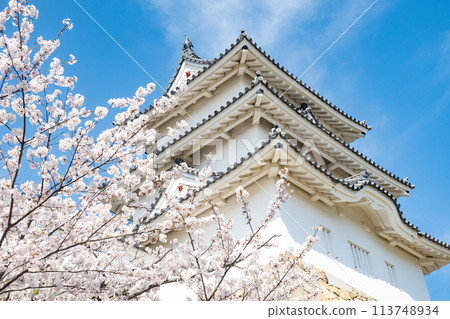 Akashi Castle, Akashi City, Hyogo Prefecture, where the cherry blossoms are in full bloom 113748934