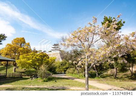 Akashi Castle, Akashi City, Hyogo Prefecture, where the cherry blossoms are in full bloom Akashi Castle, Akashi City, Hyogo Prefecture, where the cherry blossoms are in full bloom 113748941