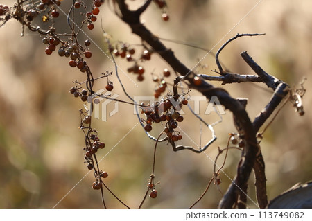 The fruits of the spider vine grow in cute clusters on the vines, making for an eye-catching late autumn scene. The fruits of the spider vine grow in cute clusters on the vines, making for an eye-catching late autumn scene. 113749082