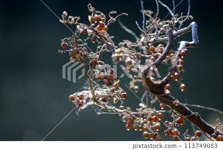 附著在藤蔓上的一簇簇的海克斯卡蘇拉漿果非常可愛，就像深秋的風景一樣引人注目。 113749083