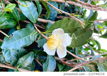 Japanese tea flowers 113749119