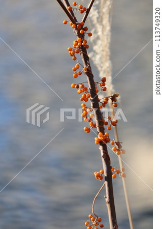 The fruits of the spider vine grow in cute clusters on the vines, making for an eye-catching late autumn scene. 113749320