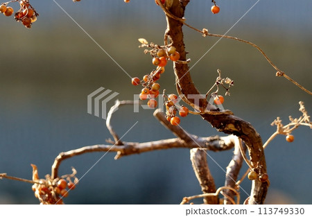 The fruits of the spider vine grow in cute clusters on the vines, making for an eye-catching late autumn scene. 113749330