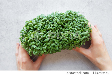Female hand with radish microgreens tray. Female hand with radish microgreens tray. 113749430